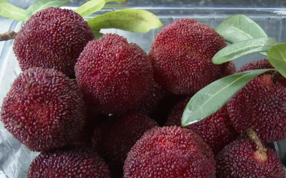 星欧平台：温州多人因吃杨梅引发高钾血症：全身无力 说话困难