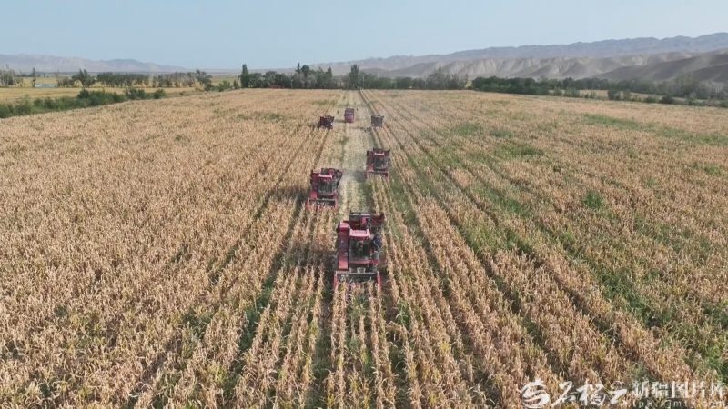 星欧平台注册：新疆经济看点丨农业稳中向好 粮棉增产丰收