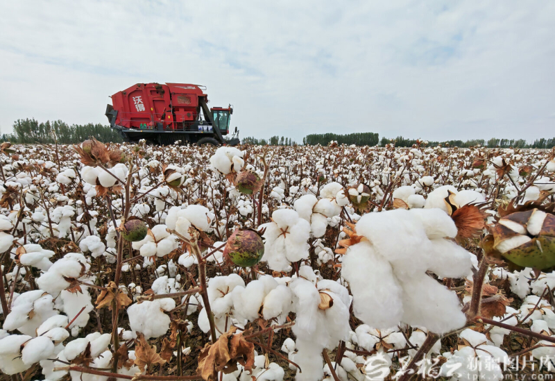 星欧平台注册：新疆经济看点丨农业稳中向好 粮棉增产丰收