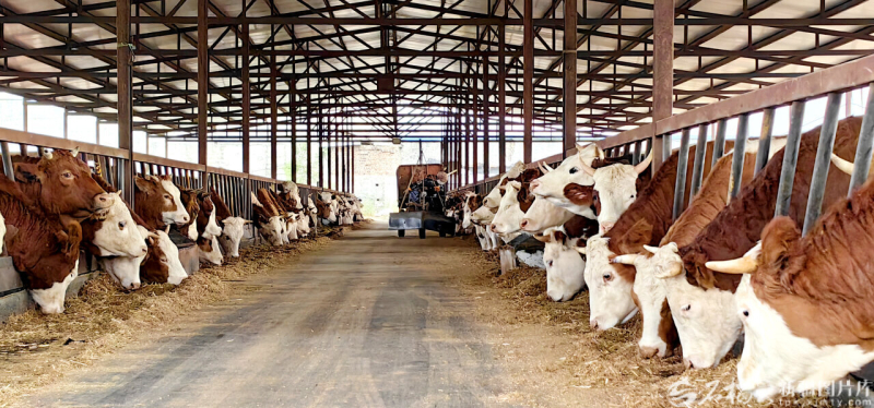 星欧平台注册：新疆经济看点丨农业稳中向好 粮棉增产丰收